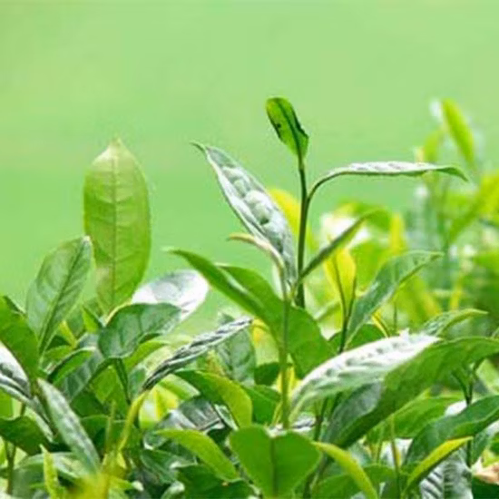 Estratto di tè verde per dimagrire utilizzato in alimenti sani